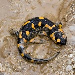 Salamandre dans la boue. סלמנדרה בבוץ
